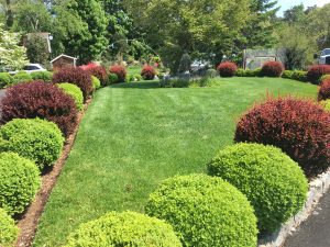 Boxwoods Landscaping - lawn garden landscape